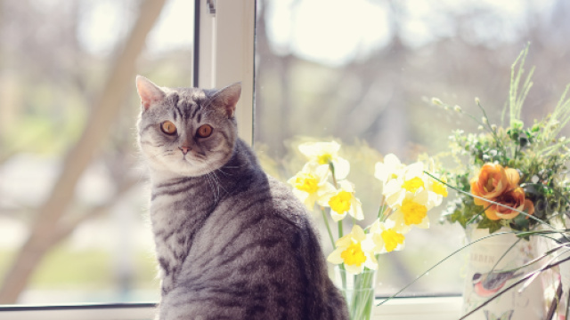 Comment faire garder son chat pendant les vacances ? | Bulle Bleue - bullebleue.fr