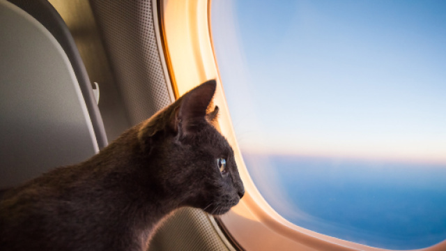Chats: les races qui ne peuvent pas prendre l'avion - ohmymag.com