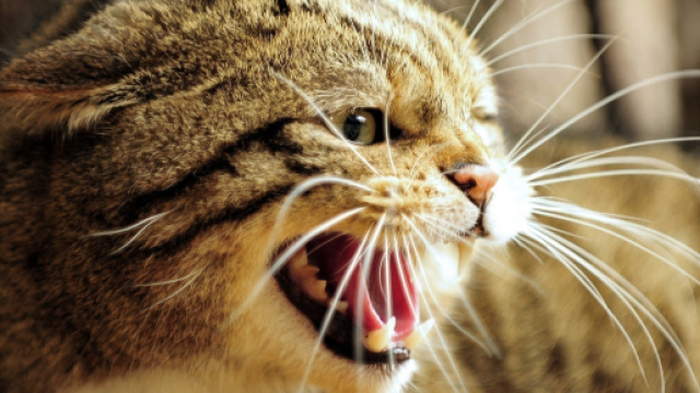 Fond d'&eacute;cran : visage, col&egrave;re, faune, les dents, nez, moustaches ... - wallhere.com