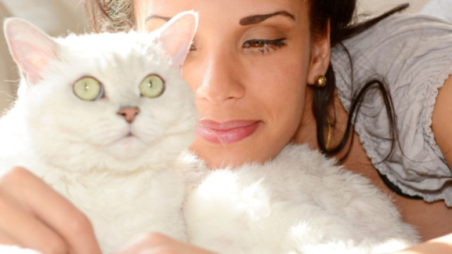 Ronronnement du chat - Comment et pourquoi les chats ronronnent ... - doctissimo.fr