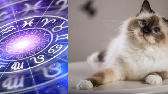 Le signe astrologique qui d&eacute;fini la race du chat