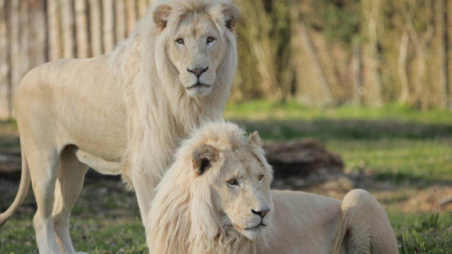 Oroscopo settembre, Leone: condivisione