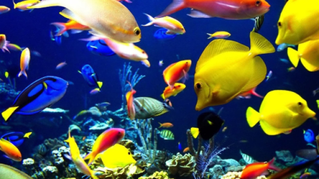 Oroscopo settembre, Pesci: successi lavorativi