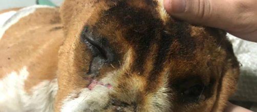 Volunt&aacute;rios de uma ONG socorreram o c&atilde;o queimado. (Reprodu&ccedil;&atilde;o/Associa&ccedil;&atilde;o Limeirense de Prote&ccedil;&atilde;o aos Animais)
