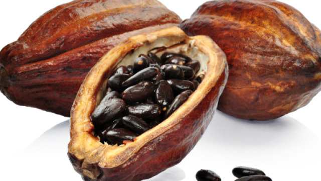 EO34 Cacao Essential Oil - rainshadowlabs.com