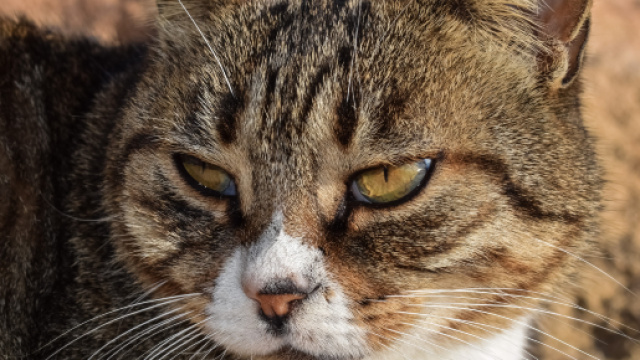 Images Gratuites : de plein air, animal, portrait, chaton, faune ... - pxhere.com