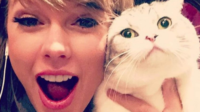 Publier une photo de son chat sur Instagram a de graves cons&eacute;quences - photo publi&eacute;e par le tel&eacute;lgraph