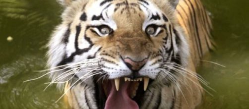 Tiger Comeback Brewing in India, Census Numbers Show increase- photo -(image source-Fox News/youtube)