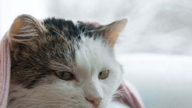 Votre chat est enrhum&eacute; ? Voici comment le soigner ! | My Happy Pet - myhappypet.be