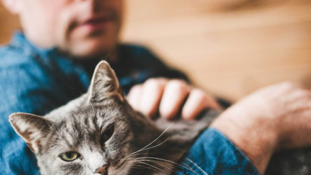 Top 5 des animaux pour c&eacute;libataire - Et plus si affinit&eacute;s - mapeeks.com