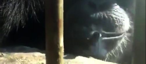 Macaco aparece fumando na imagem. (Reprodu&ccedil;&atilde;o/Instagram/@luisamell)