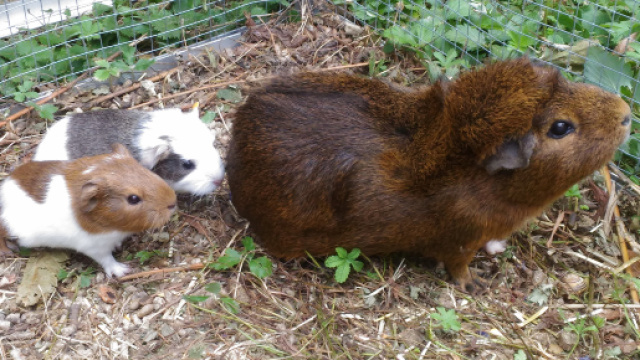 Une jeune famille de cochons d'Indes