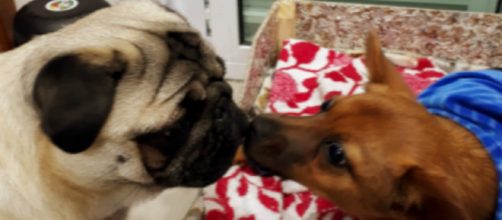 Os c&atilde;es t&ecirc;m o h&aacute;bito de lamber as pessoas e este comportamento pode ser explicado. (Reprodu&ccedil;&atilde;o/Helen S&iacute;lvia Batista)