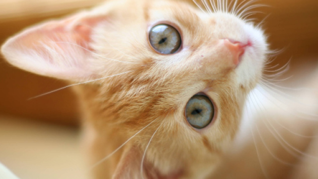 Deux prisonniers de Saint-Hubert se bagarrent &agrave; cause...d'un chat - lavenir.net