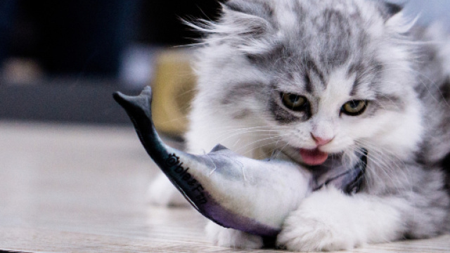 Les chats peuvent-ils manger du thon ? - animalaxy.fr