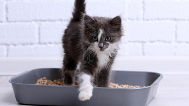 Mon chat fait pipi partout sauf dans sa liti&egrave;re ! | Dog & Cat'pattes - dog-cat-pattes.fr