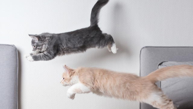 Votre chat fait-il assez d'activit&eacute; physique ? | My Pet's Health - vetoquinol.com