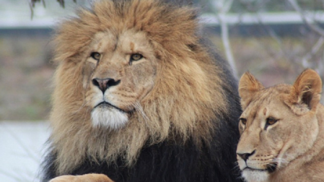 Previsioni astrologiche settembre Leone 2019: concretizzazioni lavorative e amori che ritornano.