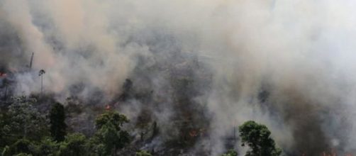 El incendio en el Amazonas pone en riesgo a miles de especies animales