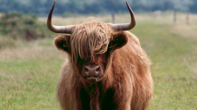 Previsioni astrologiche settembre Toro 2019: convivenze e scatto di carriera.