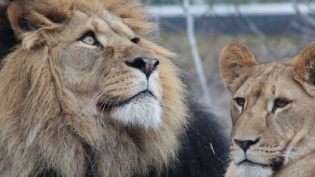 Oroscopo 28 agosto 2019: lavoro 'top' per Leone, flirt per Pesci.