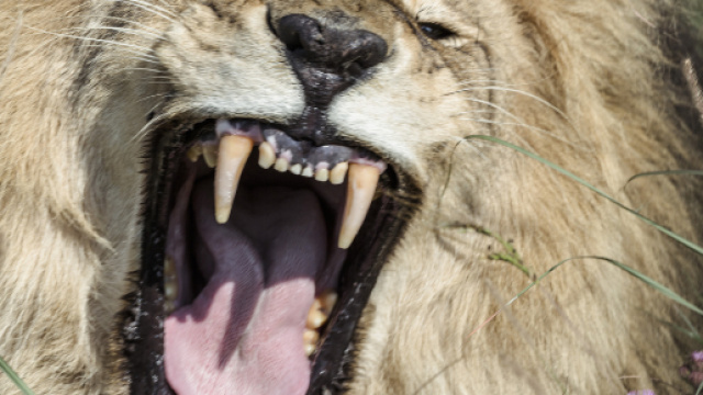 Sudafrica, 70enne sbranato dai suoi leoni che aveva cresciuto ed accudito