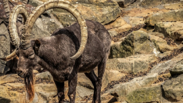 Oroscopo di sabato 31 agosto 2019: Toro concentrato, sorprese per Capricorno.