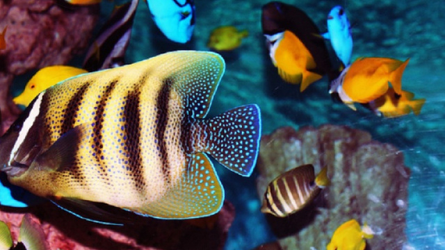 Oroscopo weekend dal 31 agosto all'1 settembre 2019: fortuna materiale per Pesci, Leone lungimirante.