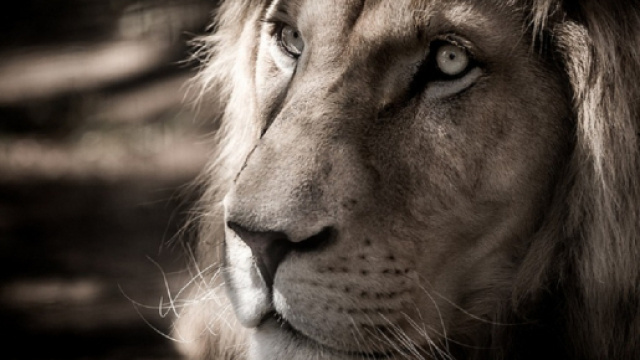 Oroscopo domenica 1&deg; settembre 2019: Toro pantofolaio, amore 'top' per Leone