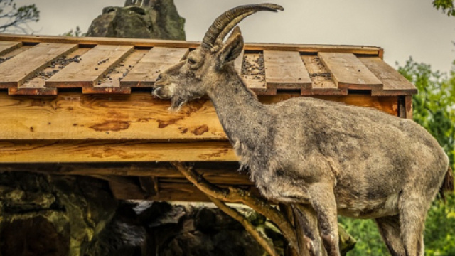 Oroscopo settimanale dal 2 all'8 settembre 2019: Capricorno passionale, Vergine poliedrico.