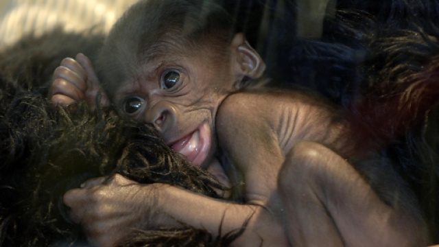 Cina, annunciata la creazione di un embrione ibrido uomo-scimmia