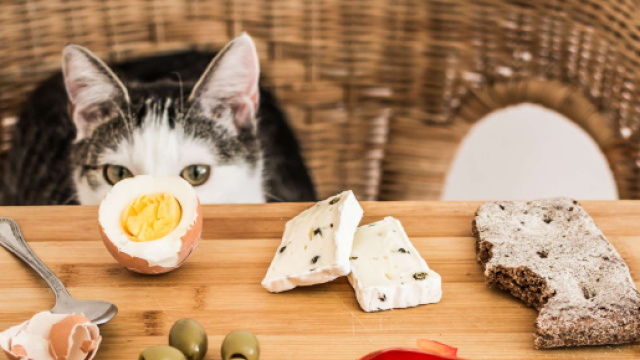 10 aliments dangereux pour les chats | Bulle Bleue - bullebleue.fr