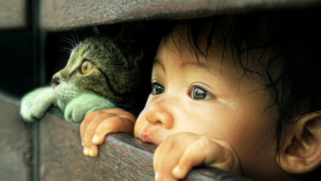 Fond d'&eacute;cran : chat, Photoshop, nez, &eacute;motion, peau, petit gar&ccedil;on ... - wallhere.com