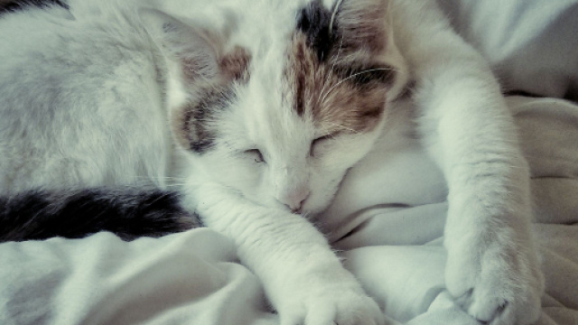 Nettoyer l'urine de chat sur les textiles | Truc de grand mere ... - pinterest.ca