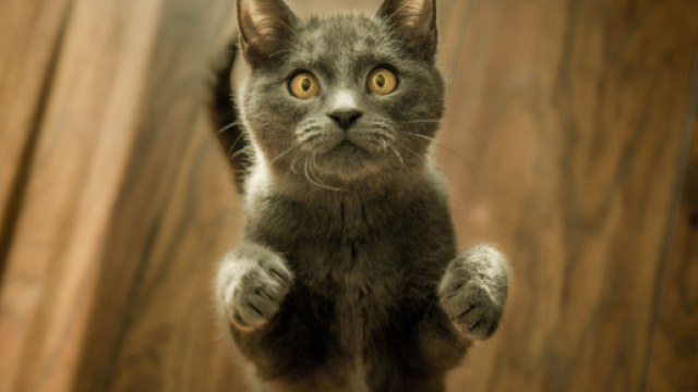 Payer son PV en offrant de la nourriture aux chats abandonn&eacute;s - parismatch.be