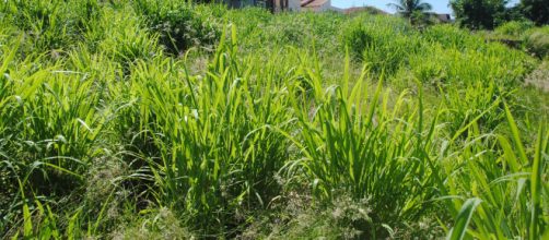 O corpo da crian&ccedil;a foi encontrado em um matagal. (Arquivo Blasting News)