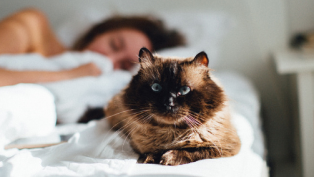 Entrez dans la Formation de Parent de Chat - parentdechat.com