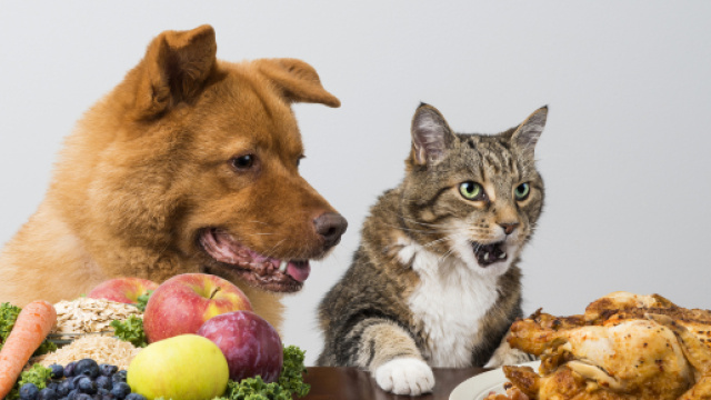 Fonds d'ecran 3840x2160 Chien Chat domestique Poulet r&ocirc;ti Fruits ... - 1zoom.me