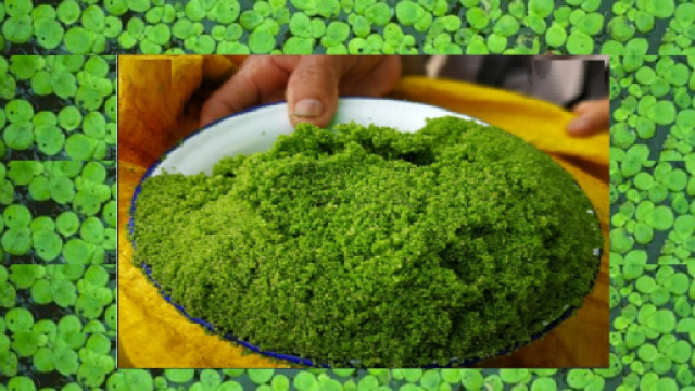 Lenticchia acquatica - Wolffia globosa Mankai - potrebbe essere una fonte proteica alternativa a quella animale e un ipoglicemizzante.