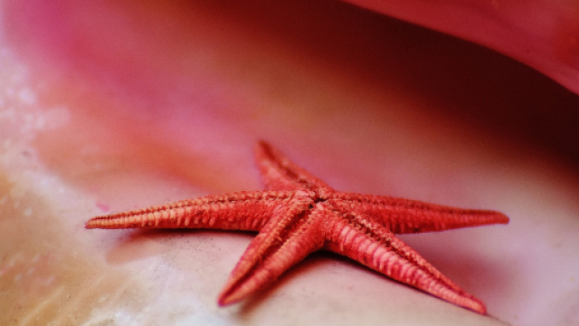 L'oroscopo dell'amore per i single, 8 agosto.