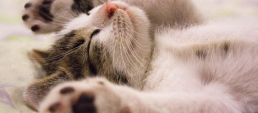 Beneficios de tener un gato para nuestra salud