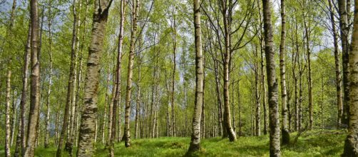 El agua de abedul para adelgazar