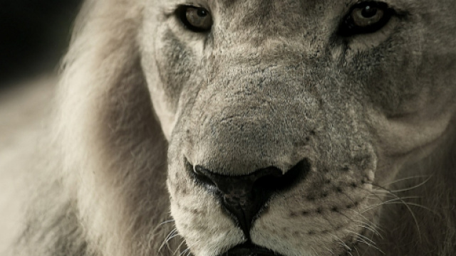 Oroscopo, classifica 12 settembre: Leone romantico, Capricorno distratto.