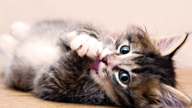 Les signes qui montrent que votre chat vous aime ! - La Meute M&O - lameute-meo.fr