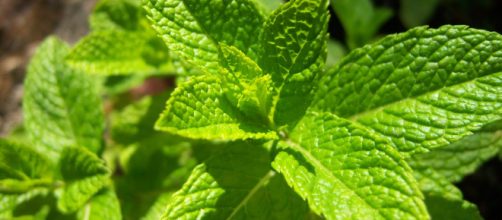 LA HIERBABUENA: Origen, Propiedades, Caracter&iacute;sticas y m&aacute;s