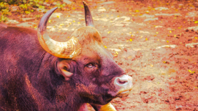 Oroscopo 16 settembre: Toro pantofolaio, Acquario malinconico.