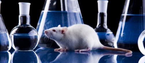 Roedores podem respirar mais aliviados: pele humana ser&aacute; usada em experi&ecirc;ncias cient&iacute;ficas. (Arquivo Blasting News)