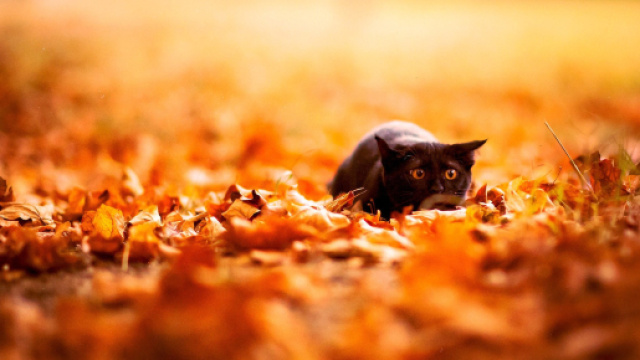 Fond d'&eacute;cran : lumi&egrave;re du soleil, tomber, feuilles, chat, animaux ... - wallhere.com