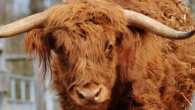 Oroscopo, classifica 18 settembre: Toro energico, Vergine affaccendato.