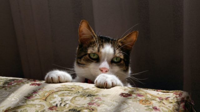 5 choses &agrave; faire pour que votre chat ne vous r&eacute;veille pas la nuit. Credit : Immortal Shots/Pexels